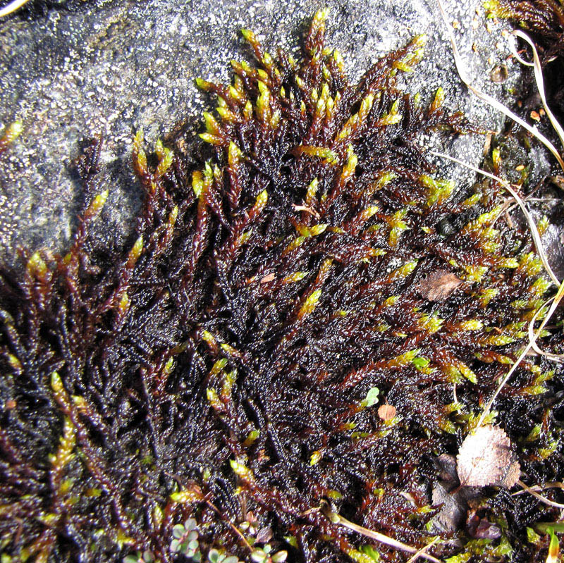 Loeskypnum badium